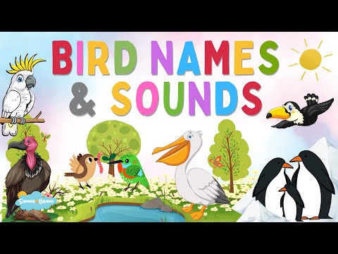 Animal Videos for Kids