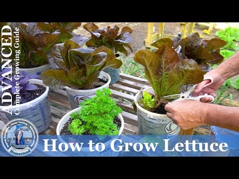 How to Grow Lettuce in Containers (Seed to Harvest) | Hollis and Nancys Homestead
