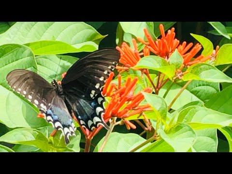 Butterfly Gardening for Beginners