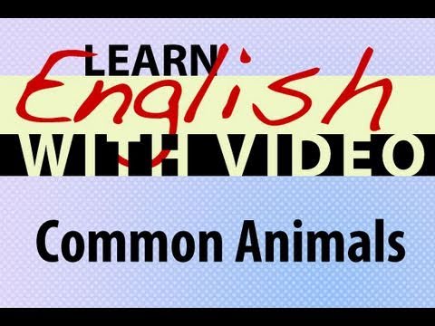 Learn English - Learn with Video