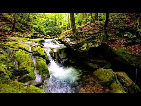 Amazing Sounds Of Nature