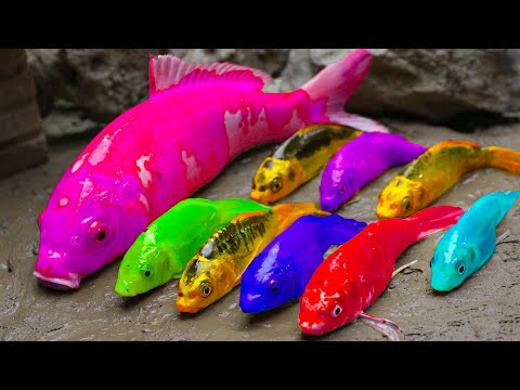 All Funny Stop Motion Cooking ASMR Fish videos