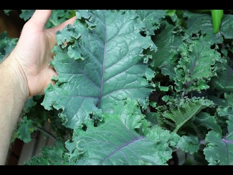 Homemade Hydroponics | Deep Water Culture (DWC) Kale Grow
