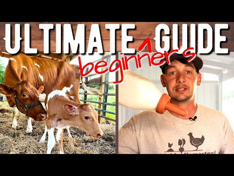 Family Cow Care 101