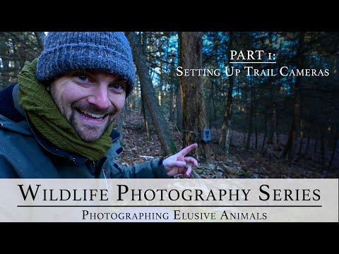 Photographing Elusive Animals | Wildlife Photography Series