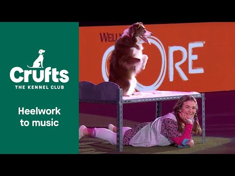 Heelwork To Music at Crufts 2022
