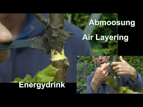 Abmoosung Air Layering
