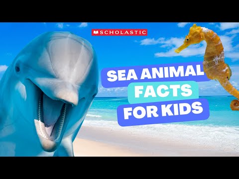 Sea Animals Collection for Kids