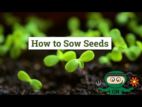 How to grow your own plants