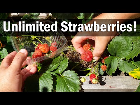 Growing Strawberries - The Definitive Playlist!