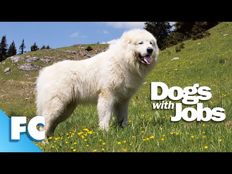 🦮 Dogs With Jobs | Family Central