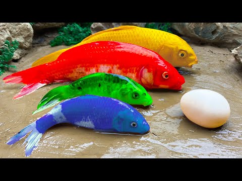 Koi fish eggs, eels. Funny animation 무지개 문어, 바다게 Mukbang - 화려한 도마뱀붙이, 다채로운 잉어물고기/ 스톱 모션 요리