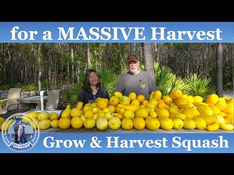 How to Grow Squash, (Seed to Harvest) | Cooking | Hollis and Nancys Homestead