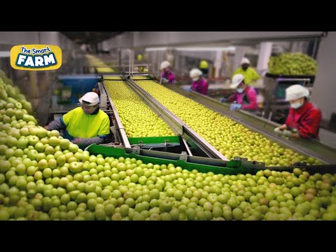 Fruit Harvesting & Production Episodes