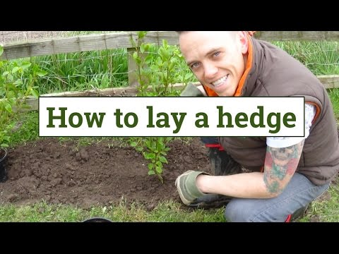 Hedge Planting & Trimming Guides