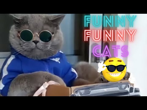 2 HOUR BEST FUNNY CATS COMPILATIONS 2023 😂| The Best Funny And Cute Cat Videos!😸 😸😸