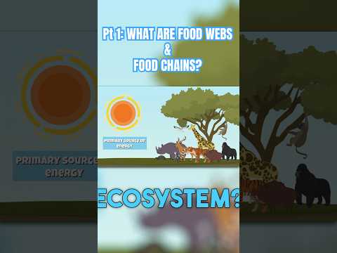 Science | Food Webs and Food Chains
