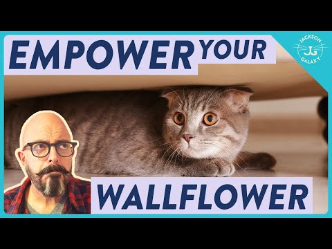 HOW TO GET CATS TO LIKE YOU