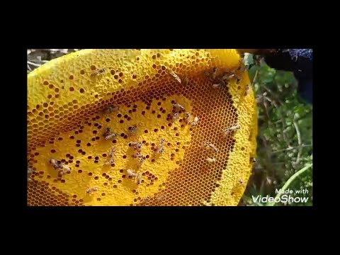 Những tổ ong làm ấm lòng thợ săn