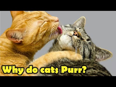 Facts about Cats