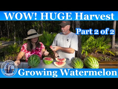 How to Grow MELONs (Seed to Harvest) | Hollis and Nancys Homestead