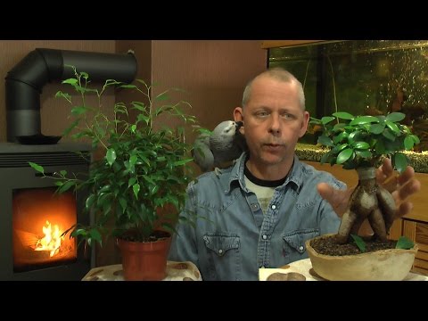 Zimmerpflanzen schneiden pflegen vermehren
