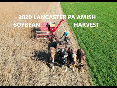 Amish Harvest Series