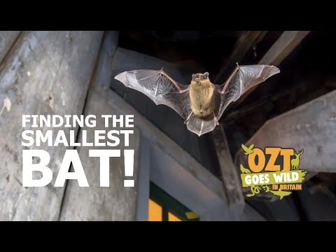 OZT Goes Wild In Britain