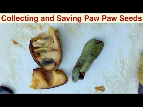 All Things PawPaws