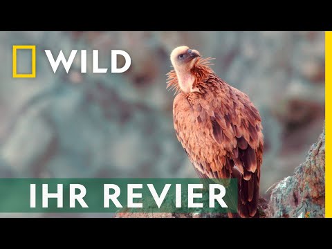 EUROPAS WILDNIS | National Geographic