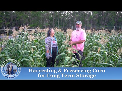 Growing TONS of Corn, Seed to HARVEST | Hollis and Nancys Homestead