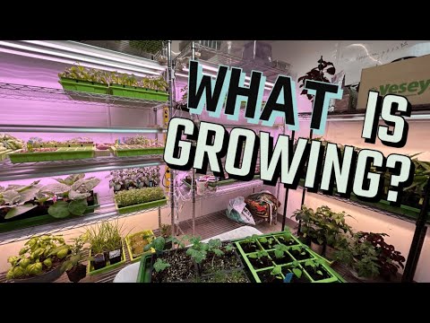 Grow Room / Seed Starting