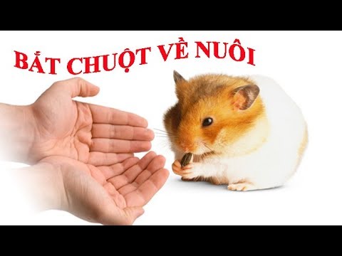Vlogs Về Các Bé Hamster