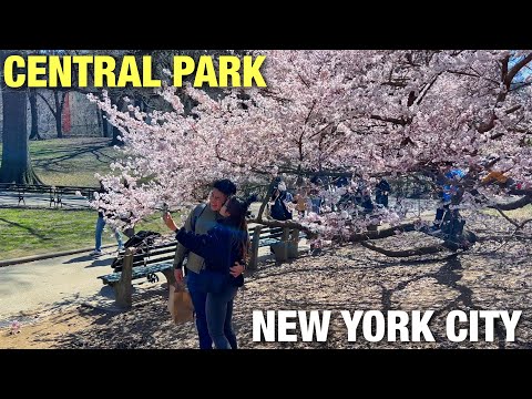 NYC Cherry Blossoms 2022