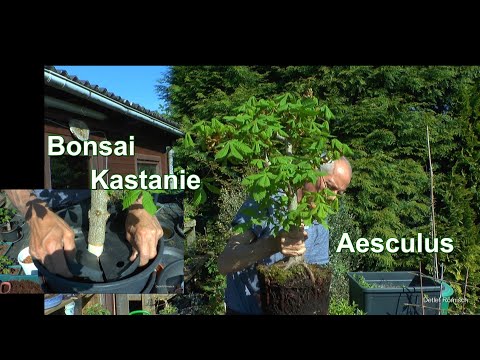 Kastanie Bonsai Aesculus