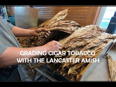 Cigar Wrapper Tobacco From Planting to Grading