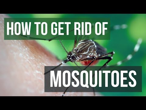 Kill Mosquitoes