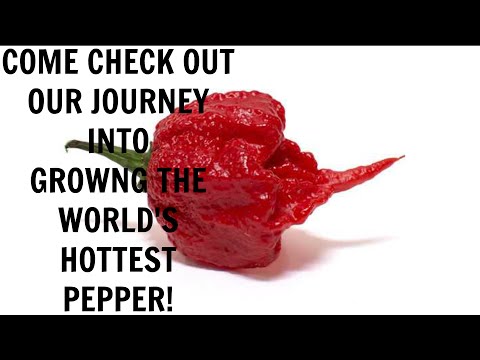Hot Peppers | Homemade Deep Water Culture Hydroponics System | Carolina Reaper Grow | LED Grow