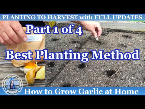 How to Grow Garlic - Complete Growing Guide | Hollis and Nancys Homestead