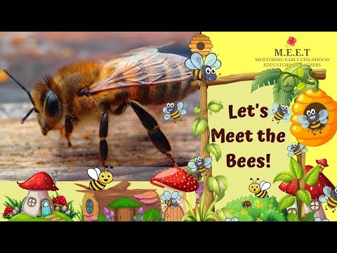 Insects| preschool learning videos  -  insect videos for kids