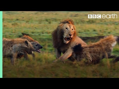 BBC Earth Heart-Stopping Moments 🦍