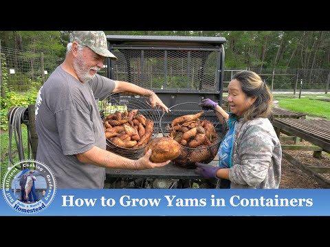 Growing Vegetables in Containers (Start to Harvest) | Hollis and Nancys Homestead