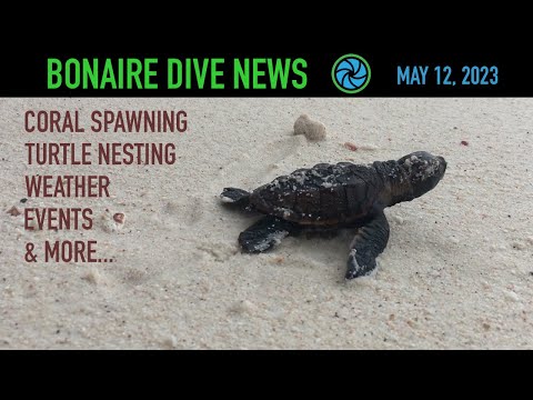 Bonaire Dive News