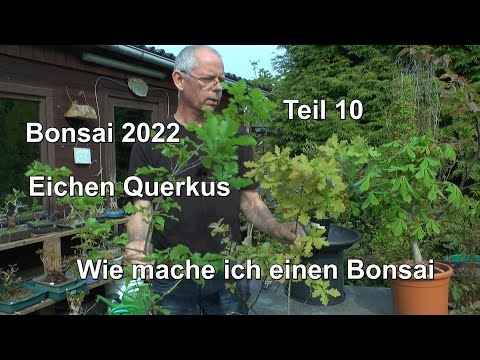 Bonsai 2022