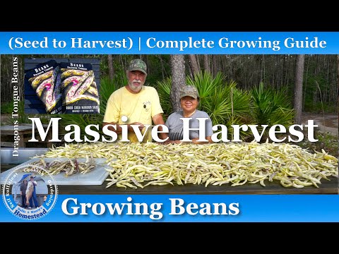 How to Grow Beans & Peas (Seed to Harvest) | Hollis and Nancys Homestead