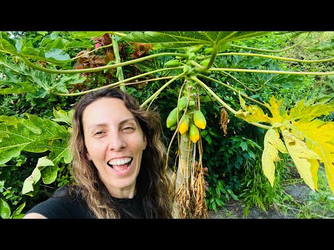 Growing Papaya is Easy