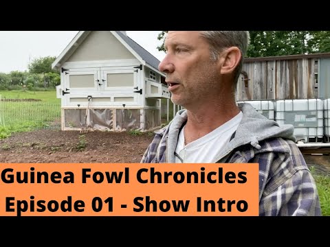Guinea Fowl Chronicles