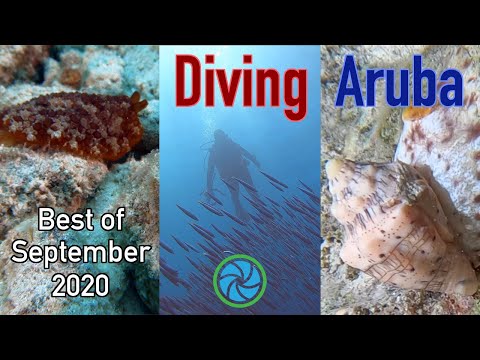 Diving the Caribbean - Best of...