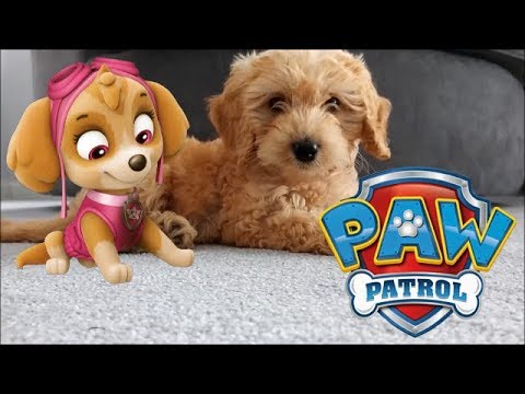 Real Life Paw Patrol | Chuggington TV
