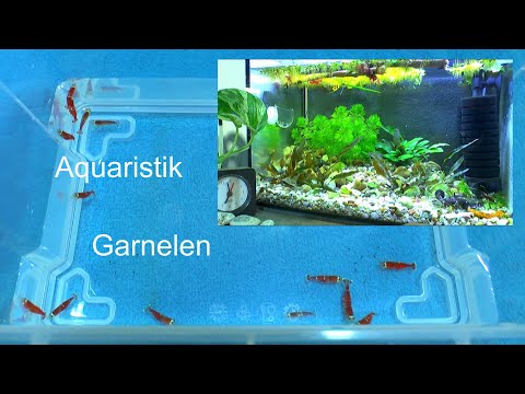 Detlef Römisch 2024 Aquaristik Zimmerpflanzen Garnelen Bonsai Natur Selbstversorgung Garten Aquarium